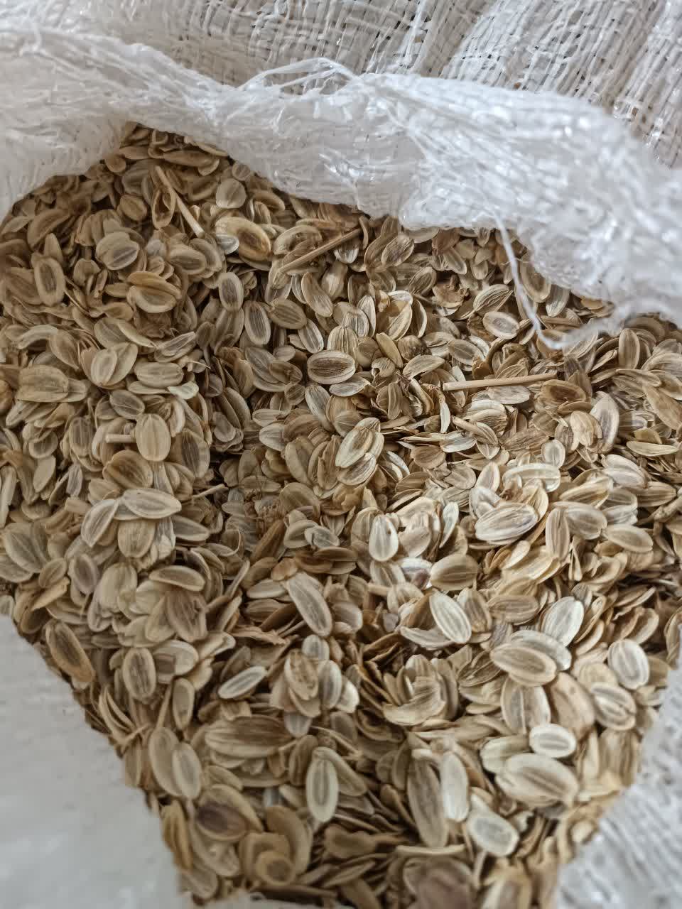 بذر اصل آنغوزه طبس