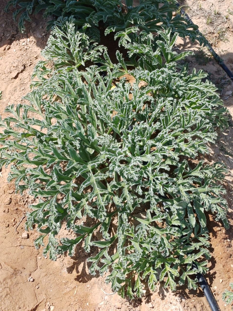 گیاه آنغوزه در مزرعه ده محمد طبس